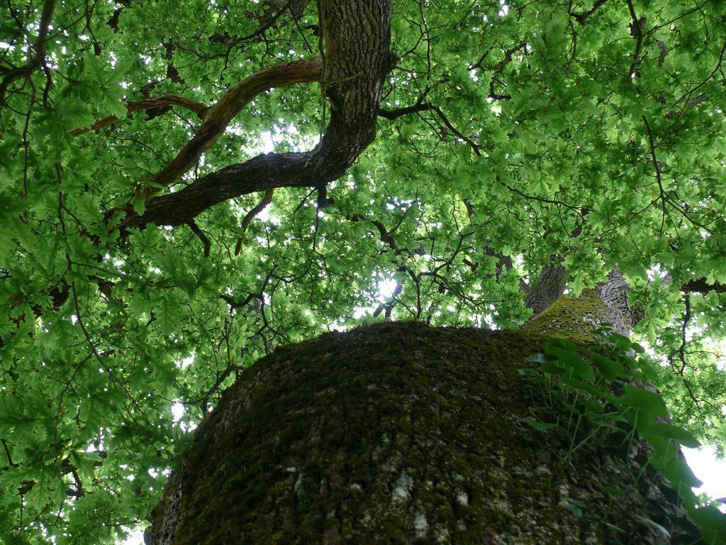 Gites A L'Ombre Des Chenes Chateauvieux  Bilik gambar